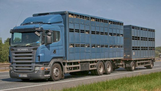 Bienestar Animal en el transporte